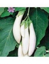 White Long Brinjal f1 hybrid  10-15 Seeds