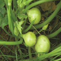 Chappan Kaddu Vegetable Seeds