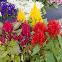 Celosia flowers seeds