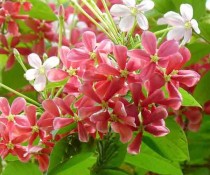 Rangoon Creeper Desi Plant 