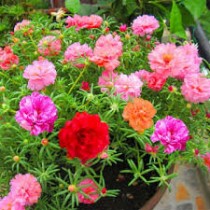 Portulaca Plant Seasonal Flowering