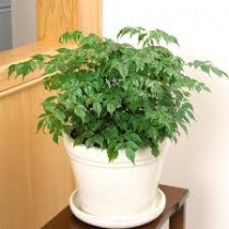 Red Macheera