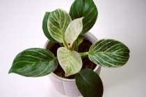 Birkin Philodendron