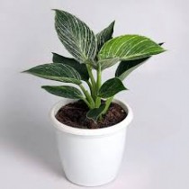 Birkin Philodendron