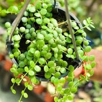 Zade Plant,Jade Plant,Button Plant