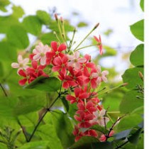 Madhumalti Dwarf Plant