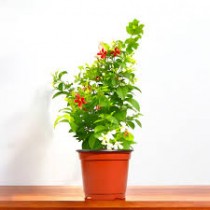 Rangoon Creeper Desi Plant 