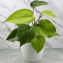 Pan Plant