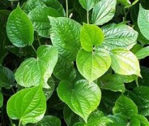 Pan Plant
