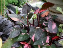 Philodendron Pink Princess