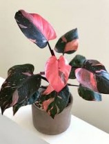 Philodendron Pink Princess