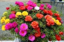 Portulaca Desi Plant