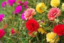 Portulaca Desi Plant