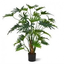 Philodendron Xanadu Plant