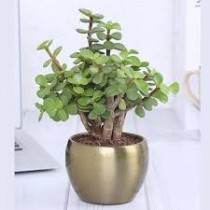 Zade Plant,Jade Plant,Button Plant