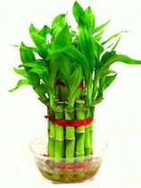 lucky bamboo