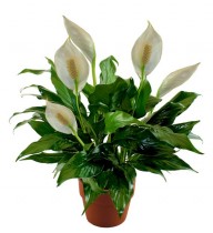 peace lilly