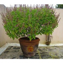 tulsi plant