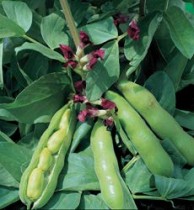 Alkarty Broad Bean, Seem Seed