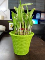 2 Layer lucky bamboo plant