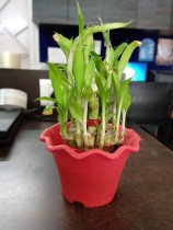 2 Layer lucky bamboo plant