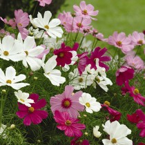 Cosmos Flowers seeds