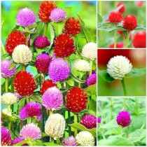 Gomphrena Flowers seeds