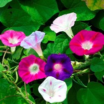 Morning Glory Flowers seeds