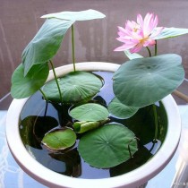 Lotus Flowers seeds
