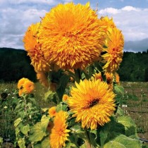 Sungold Flower seeds