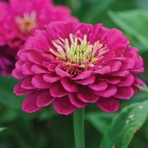 Zinnia Flowers seeds