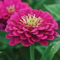 Zinnia Flowers seeds