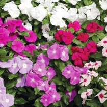 Vinca flower seeds