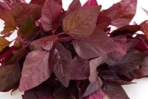 Red amaranthus (lal cholai) seeds