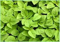 Green amaranthus (Cholai)Seeds