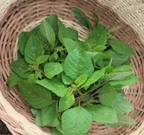 Green amaranthus (Cholai)Seeds