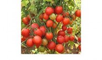 Arka apeksha tomato seeds
