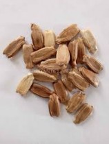 Bottle Gourd (Ghiya Lambi) seeds