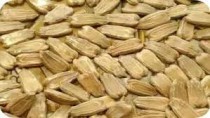 Round Gourd (Tinda) seeds