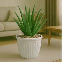 8 Inch Lotus Pot Assorted Color