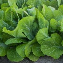Sarso Seeds 100+ seeds