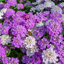 Candytuft flower Seed