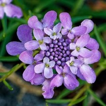 Candytuft flower Seed
