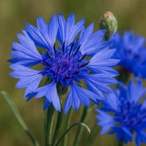 Cornflower Seed