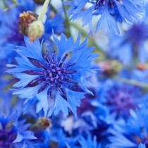 Cornflower Seed