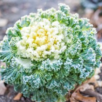Ornamental Kale Seed