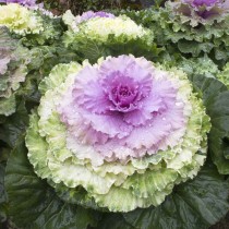 Ornamental Kale Seed