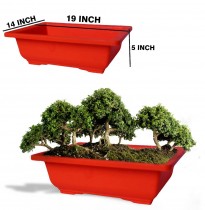 19 Inch Bonsai square pot