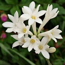 Rajnigandha Bulb ( Set of 10 Pcs)