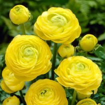Ranunculus Flower Bulb Set of 2